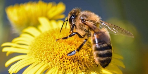 abeille animal totem