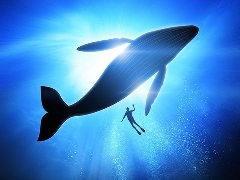 baleine animal totem
