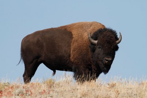 bison animal totem