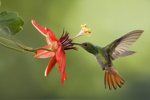 colibri animal totem