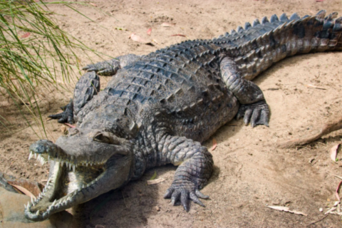 crocodile animal totem
