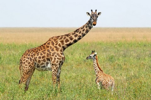 girafe animal totem