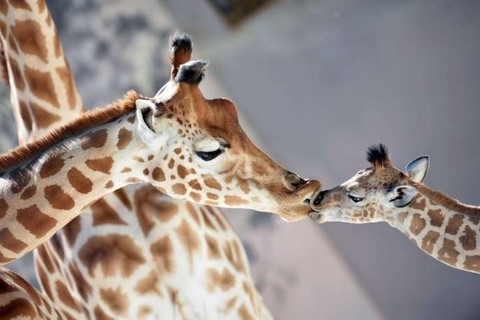 girafe animal totem