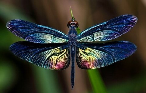 libellule animal totem