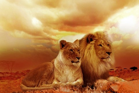 lion et lionne animal totem