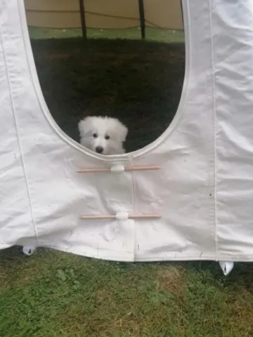 Uranus, le Loup Blanc de Grand Ours Chaman