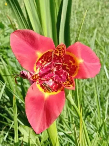 activité chamanique avec grand ours chaman