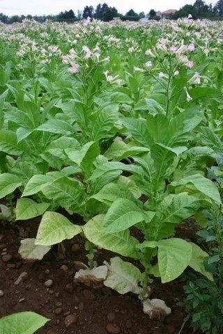 tabac ^plante maîtresse tabac plante maîtresse