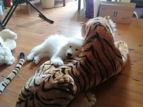 Uranus, le Loup Blan de Grand Ours