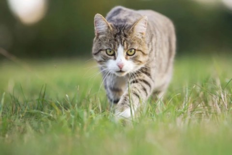 chat animal totem