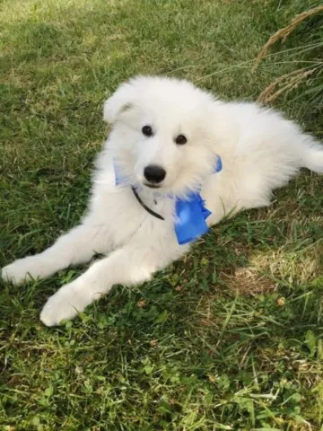 Uranus le Loup Blanc de Grand Ours Chaman