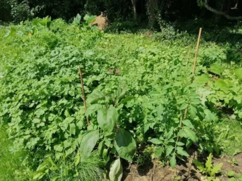 grand ours chaman Cluny