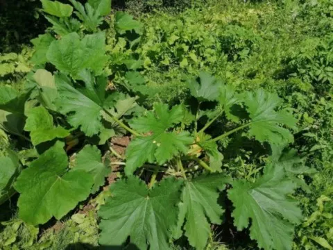 grand ours chaman Cluny