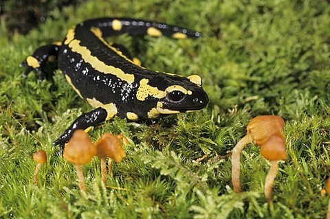 salamandre animal totem