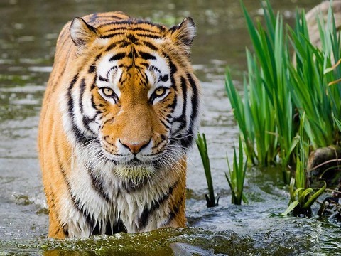 tigre animal totem